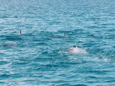 Swimming with dolphins, Zanzibar, DSC07849c